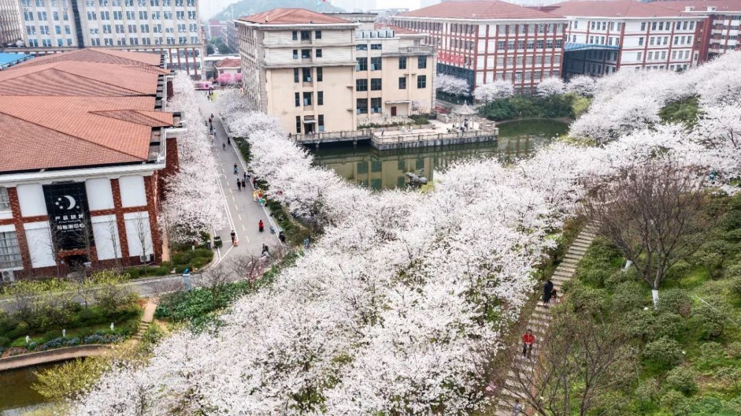 爱在春天里 | 2023晚安樱花节传递爱与希望